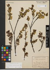 Foto von Salix waldsteiniana Willd.